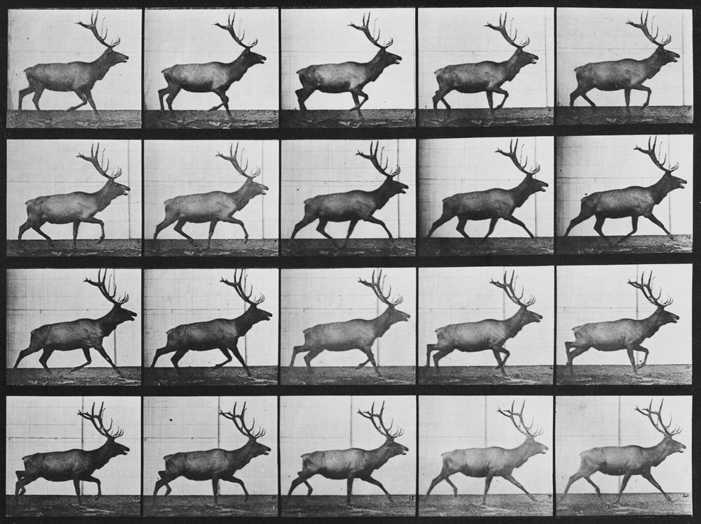 Homem e cavalo pulando, de &39;Animals in Motion&39; por Muybridge